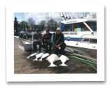 April 7, 2014: 55, 28, 25, 22 lbs. Halibut, 14 lbs. Chinook Salmon - Race Rocks  - Carl, Greg, and Marty from Vancouver BC