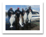 May 6, 2014: 45, 35, 32, 28, 28 lbs. Halibut - Constance Bank  Keely, Neil, Linda, and Dennis from Beacon Hill Farm - 18 years in a row with Blue Wolf Charters 