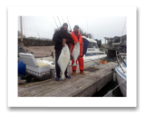 March 1, 2015 : 38 & 22 lbs. Halibut - Race Rocks - Dan & Jay from Victoria BC