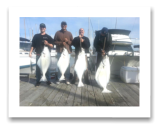 March 13, 2015 : 65, 48, 28, 27 lbs. Halibut - Race Rocks - Dale, owner from Island View Tree Service and crew Dave, Ryan, & Brett from  Victoria BC