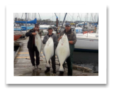 April 10, 2015 : 50, 38, 27 lbs. Halibut - Clover Point - Buddies day out with Roy, Jim, & Tory