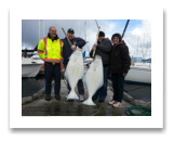 April 14, 2015 : 53 & 51 lbs. Halibut - Clover Point - Dar, Kenn, Paige, & Derek from Island View Tree Service in Victoria BC