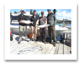 June 19, 2015 : 14 & 10 lbs. Chinook Salmon, Hatchery Coho, & Pink Salmon - Trap Shack - Ian, Josh, Andy, and Bryan "The Banana Man" from Nanaimo and Victoria BC